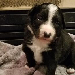 Australian Shepherd Puppies from Ash Ranch Aussies