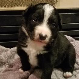 Australian Shepherd Puppies from Ash Ranch Aussies