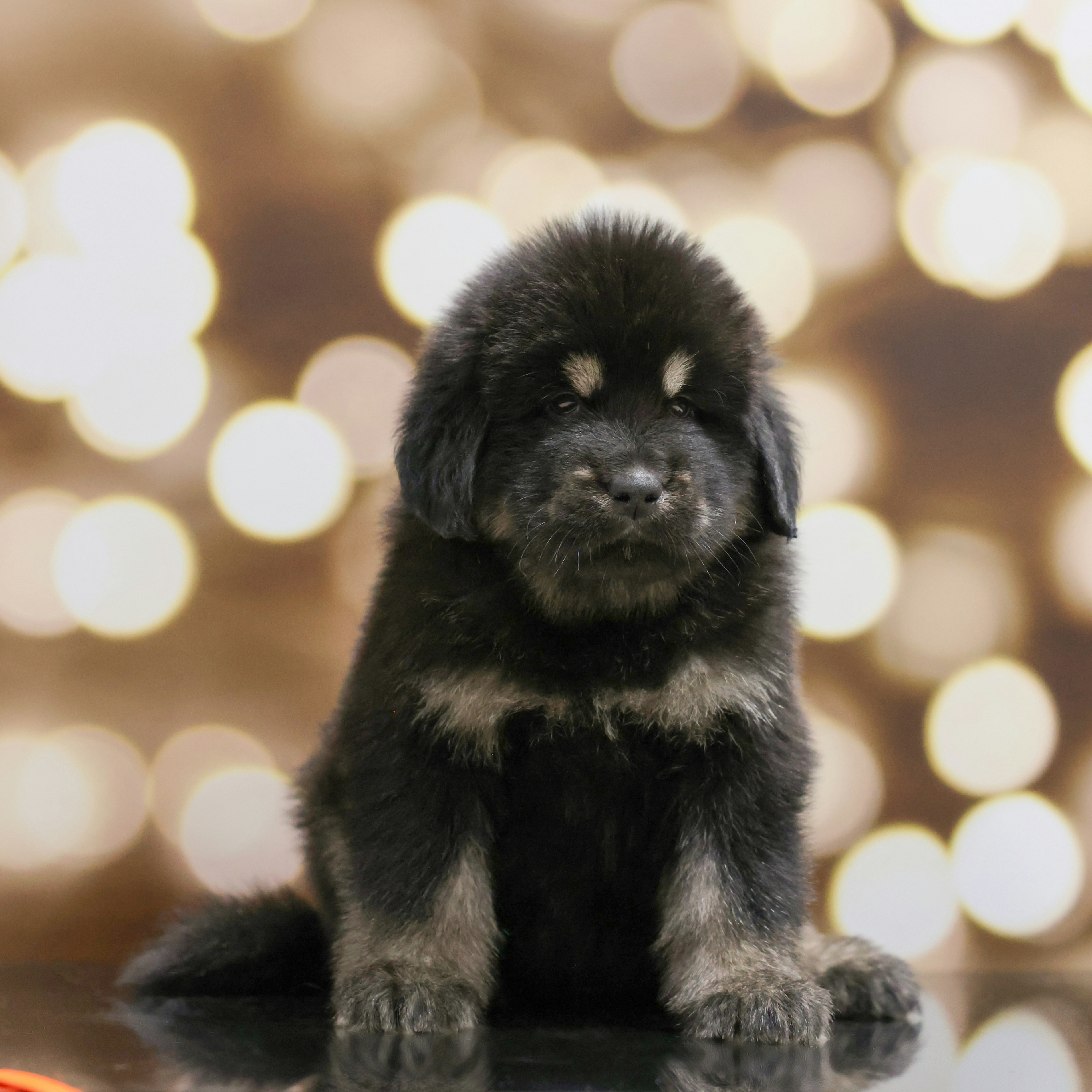 Boy 5 - Tibetan Mastiff puppy from Adynasty Tibetan Mastiffs