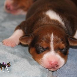 Rat Terrier Puppies from River Ridge Rat Terriers