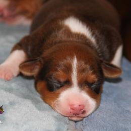 Rat Terrier Puppies from River Ridge Rat Terriers