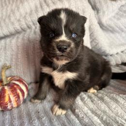 Scarecrow - Agouti and white male Siberian Husky puppy in London, Ohio from Rose Trail Siberian’s