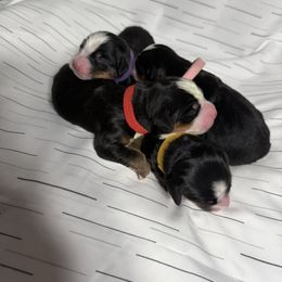 Bernese Mountain Dog Puppies from Country Feels Ranch