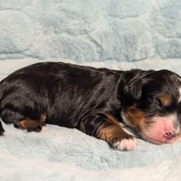 Challah - Tri-color male Bernedoodle puppy in Mount Pleasant, Tennessee from Amy Brewer