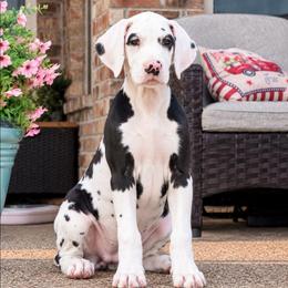 Show marked girl - Harlequin female Great Dane puppy in Golconda, Illinois from Breken Great Danes