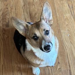 Sandy - Pembroke Welsh Corgi