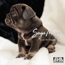 Girl 1 - French Bulldog puppy in Houston, Texas from South House Bulldogs