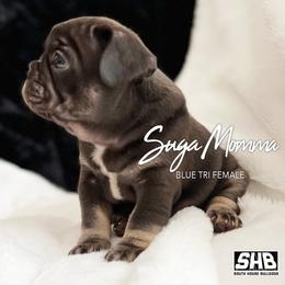 Girl 1 - French Bulldog puppy in Houston, Texas from South House Bulldogs
