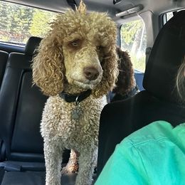 Linda - Poodle