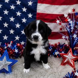 Boomer - Black & white male Australian Shepherd puppy in Cambridge, Ohio from Solis Performance Horses & Australian Shepherds