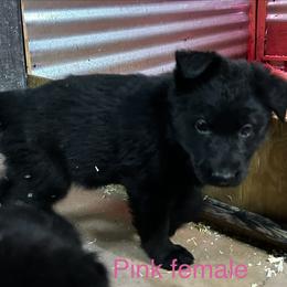Pink Female - Black female German Shepherd puppy in Puyallup, Washington from Majestic Royal German Shepherd’s