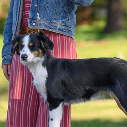 Iris - Miniature Australian Shepherd