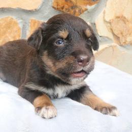 Hue - Red tri-color male Australian Shepherd puppy in Macon, Georgia from Shaina’s Shepherds