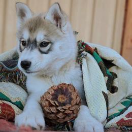 Ash - Gray and white female Siberian Husky puppy in Bly, Oregon from Hill Top Huskies