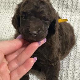 Rose - Phantom female Poodle puppy in Travelers Rest, South Carolina from Cotton Top