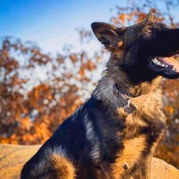 German Shepherd All Grown Up from Peak Performance k9’s