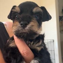 Gus - Black male Miniature Schnauzer puppy in Lehigh Acres, Florida from Regency Schnauzer