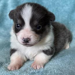 MICHAELANGELO (MICAH) - Blue male Pembroke Welsh Corgi puppy in Drain, Oregon from Sunnydale Corgis