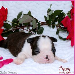 Boston Terrier Puppies from Rhondanas Boston Terriers