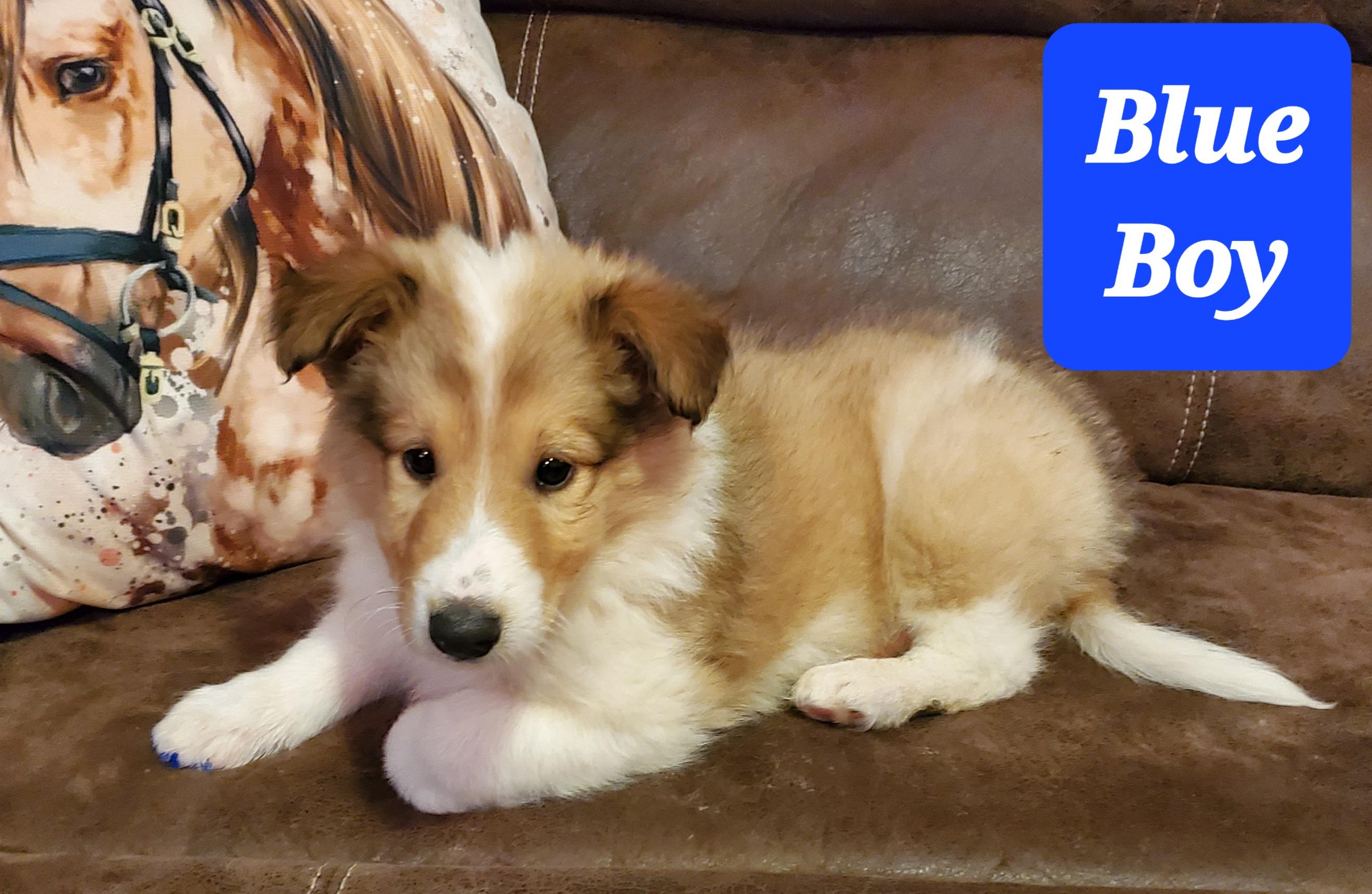 Tripple Cross Ridge Farm in West Virginia Collie puppies Good Dog