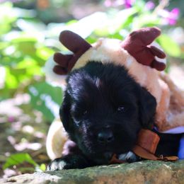 Siren - Black female Newfoundland puppy in Madison, Wisconsin from Riddle Family Newfoundland