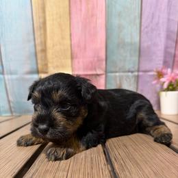 Jagger - Black and silver male Miniature Schnauzer puppy in Lufkin, Texas from C&K’s Schnauzer House
