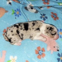 Aspen - Blue merle male Border Collie puppy in Morgan, Texas from Shooting Star Ranch