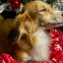 Honey - Dachshund