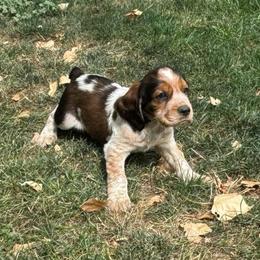 Jack - Liver white and tan male English Springer Spaniel puppy in Coeur D'alene, Idaho from Springer Hollow