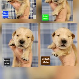Laney Male - Golden male Golden Retriever puppy in Wauseon, Ohio from Golden Sunrise Retrievers