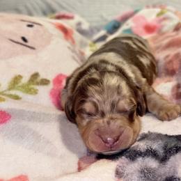 Derek - Dapple male Dachshund puppy in Hornbeck, Louisiana from A&Z Mini Dachshunds