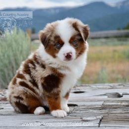 RMM-4 - Red merle male Miniature American Shepherd puppy in Baker City, Oregon from Back Country Aussies
