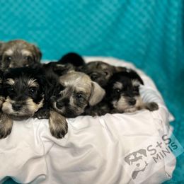 Miniature Schnauzer Puppies from S & S Miniature Schnauzer