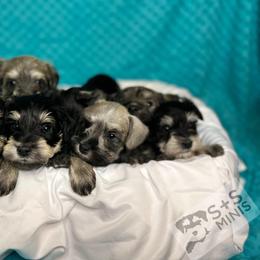 Miniature Schnauzer Puppies from S & S Miniature Schnauzer