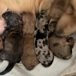 Dachshund and Poodle Puppies from Morningstar Standard Poodles
