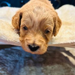 Rooter - Brown male Cockapoo puppy in Kingfisher, Oklahoma from Perdue Puppies