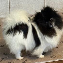 Raspberry - Pomeranian