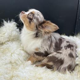 Punky - Chihuahua