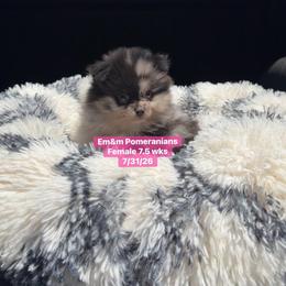 Merle female 3744 pet only - Blue merle female Pomeranian puppy in Kentucky from Em&M Pomeranians