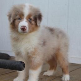 Dinah - Red merle female Australian Shepherd puppy in Star City, Arkansas from Blush & Lace Aussie & Dachshund Co.