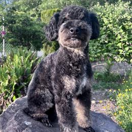 Teddy - Poodle