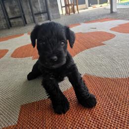 Girl 1 - female Miniature Schnauzer puppy in Margate, Florida from Home Grown Schnauzers