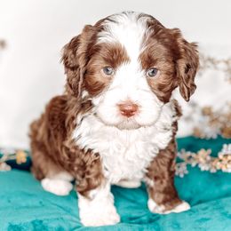 Rose - Chocolate female Australian Labradoodle puppy in Decatur, Alabama from Southern Meadows Doodles