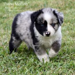 Fishy McFish - Blue merle male Miniature Australian Shepherd puppy in Evant, Texas from Lazy VT Bar Ranch
