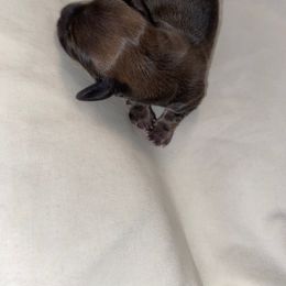 Dachshund Puppies from Hetu's Dachshunds