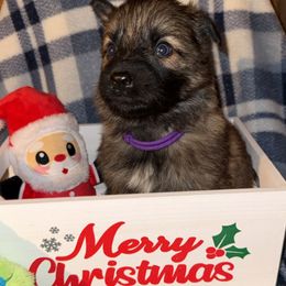 Purple - Sable female German Shepherd puppy in Columbus, Georgia from Blue Phoenix Shepherds