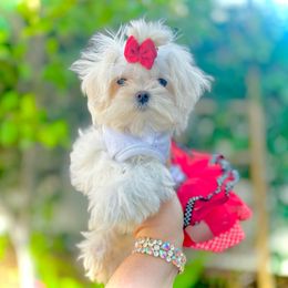 Summer - White and lemon Maltese puppy in Upland, California from Prime Paradise Kennel