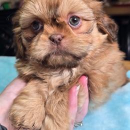 Boy 1 - Liver male Shih Tzu puppy in Belleville, Michigan from Patricia's Heavenly Earth Angels