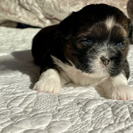 Shih Tzu Puppies from Smashville Shih-Tzus