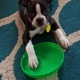Boston Terrier Puppies from Lola’s House of Bostons & Rescue